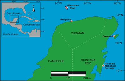 Antiviral and Antiproliferative Potential of Marine Organisms From the Yucatan Peninsula, Mexico